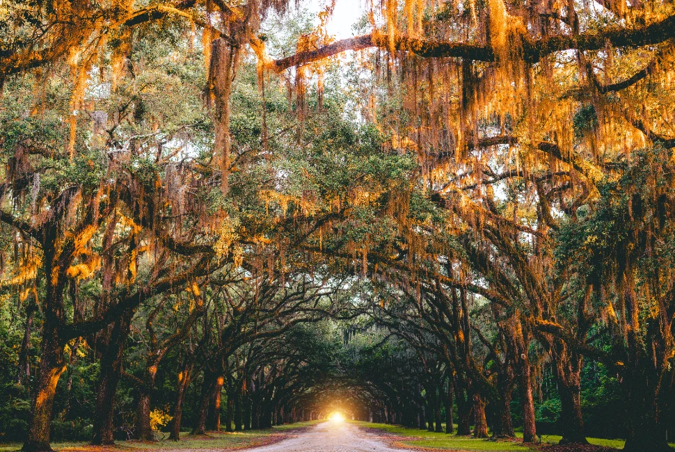 Escape the City: Road Trips from Savannah, GA for Adventurers and Explorers